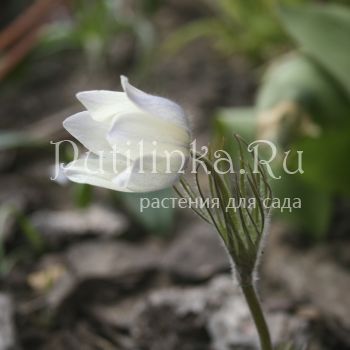 Прострел альпийский (pulsatilla alpina ssp. sulphurea)